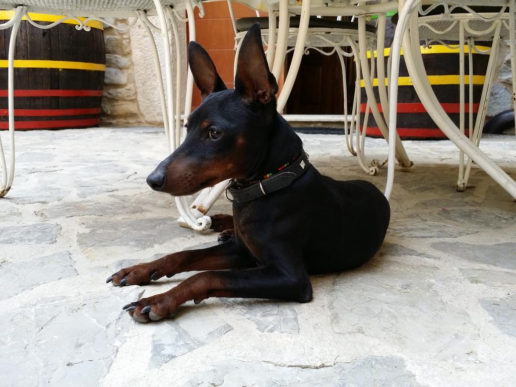 بوجي Al Merlo Olivo, Rural Istrian House المظهر الخارجي الصورة