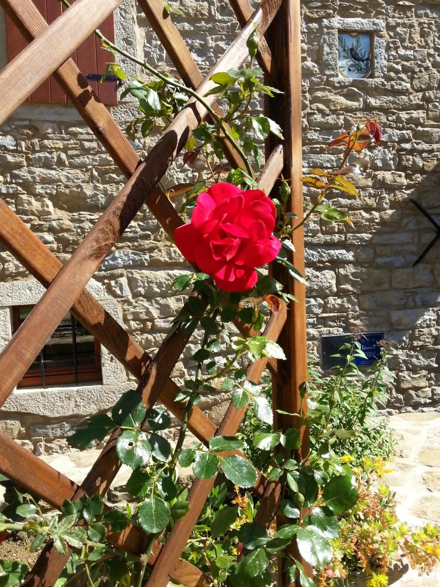 بوجي Al Merlo Olivo, Rural Istrian House المظهر الخارجي الصورة