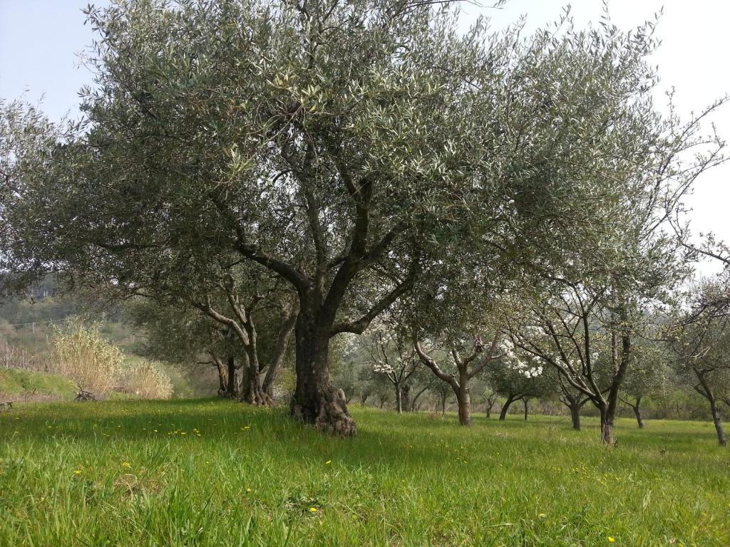 بوجي Al Merlo Olivo, Rural Istrian House المظهر الخارجي الصورة