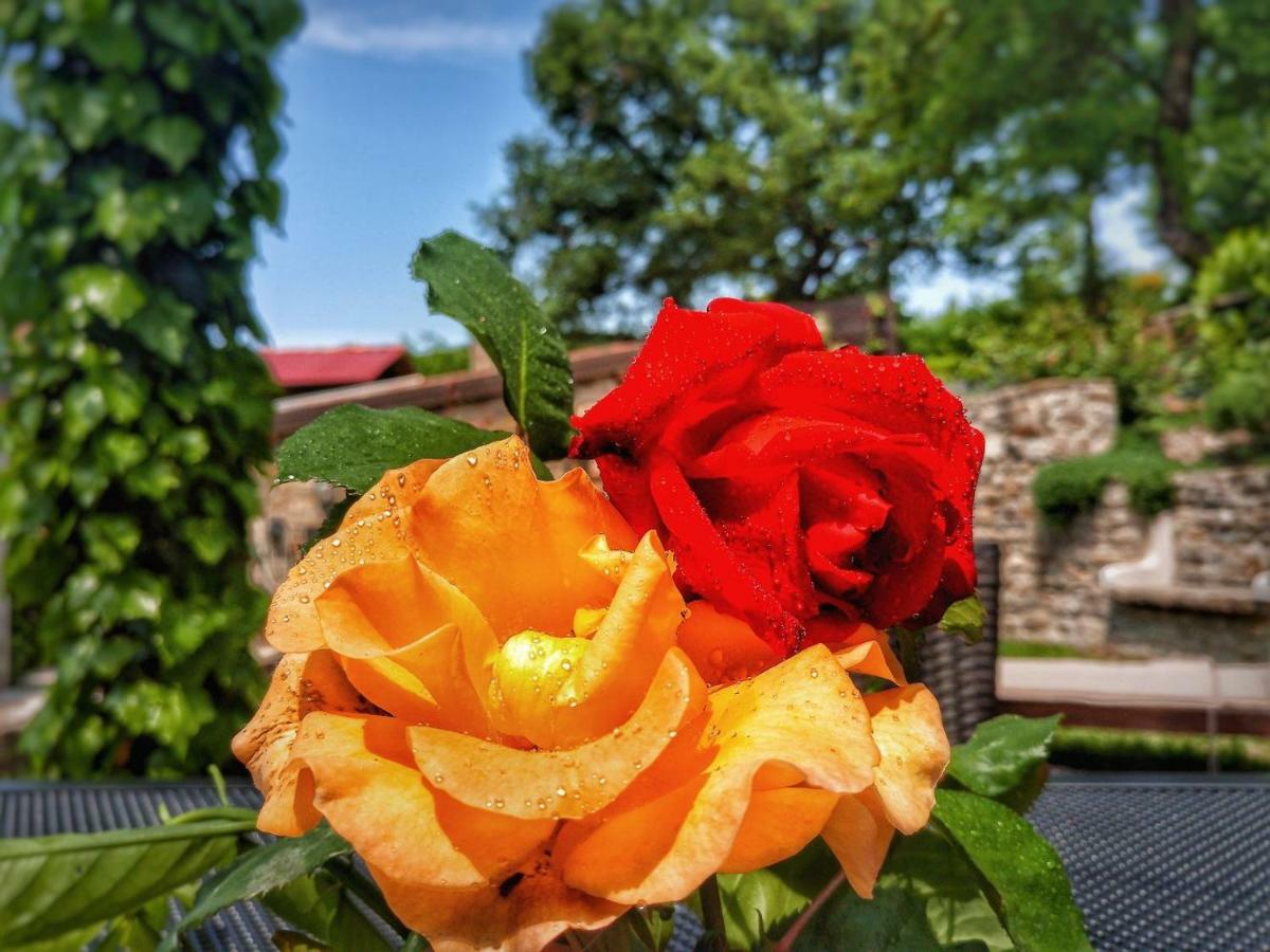 بوجي Al Merlo Olivo, Rural Istrian House المظهر الخارجي الصورة